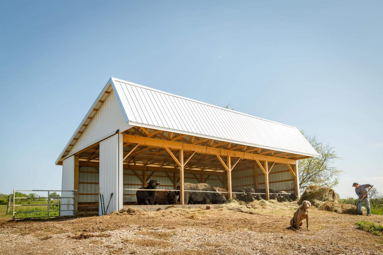 White Metal Cow Barn