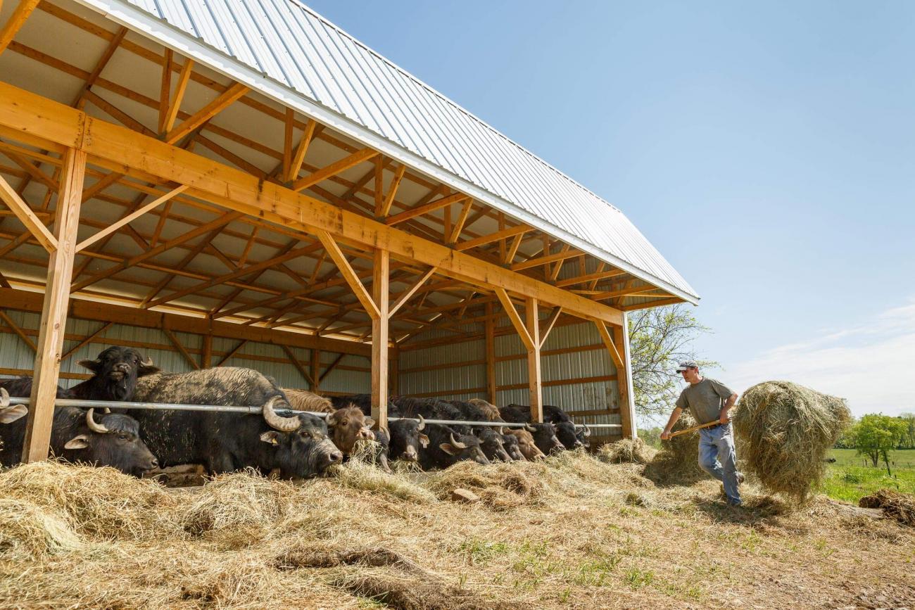 White Metal Cow Barn