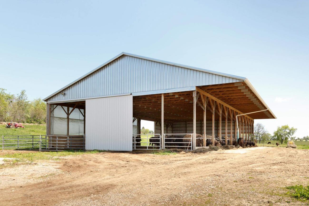 Metal Cow Barn