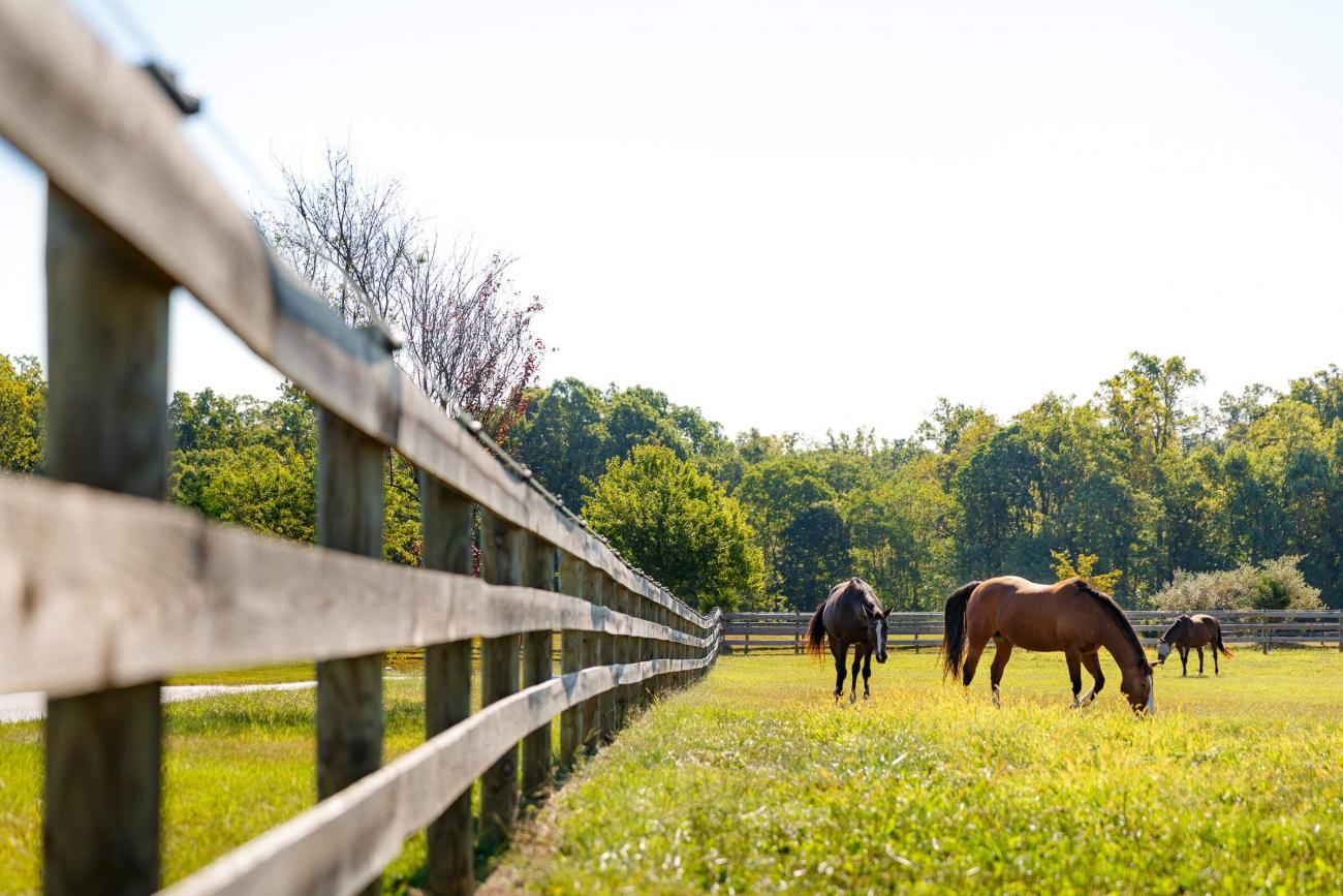 Pasture Fencing