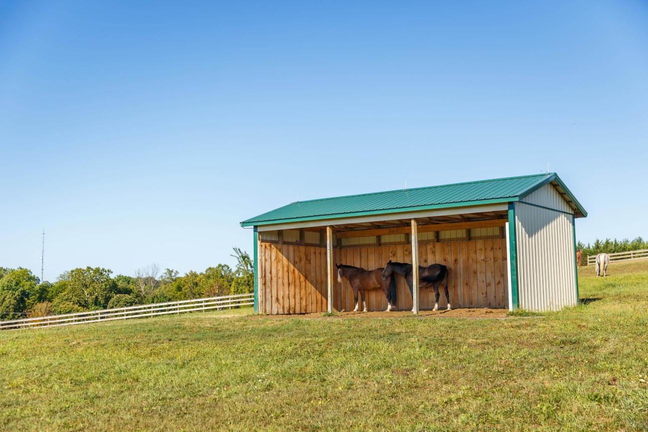 Green Metal Roof Run-In Shed